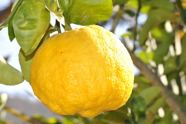 žlutý citron